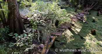 Currall's Tenure Has Been 'Tumultuous And Controversial,' USF Forest Preserve Activist Says - WUSF News