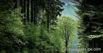 Sydney-based New Forests acquires 156000-acre forest in US - IPE Real Assets