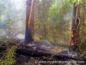 Wildfire danger remains very high in Grande Prairie Forest Area - My Grande Prairie Now
