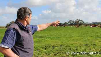 Limestone Coast dairy producers welcome winter downpour