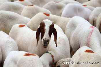 Qurbani is not charity, not social work - Kashmir Reader