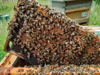 Bolton beekeeper's worries over the weather