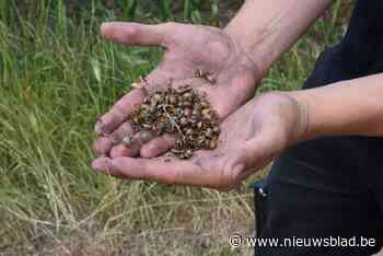 Coloradokevers duiken weer massaal op maar zijn niet schadelijk
