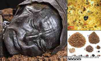 Final meal of the famous Tollund Man revealed
