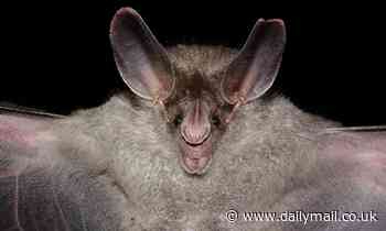 Bats have noise-canceling genes that prevent them from going deaf when they emit ultrasonic sounds