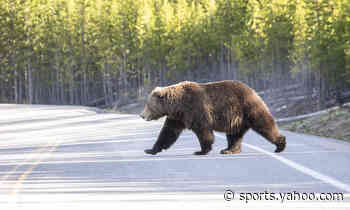 Yellowstone reveals number of large animals struck by vehicles - Yahoo Sports