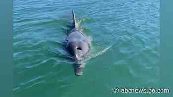 WATCH:  Kayaker gets up close with dolphin