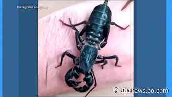 WATCH:  Acid-spraying part spider, part scorpion species is taking over parts of Southwest