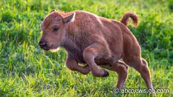 WATCH:  Please enjoy these frolicking baby bison