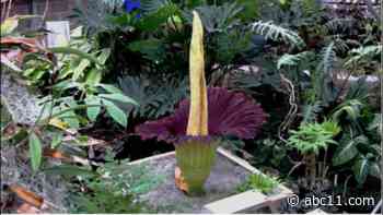 WATCH: NC State corpse flower blooms