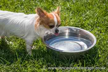 UK Heatwave: Signs of heatstroke in dogs to look out for