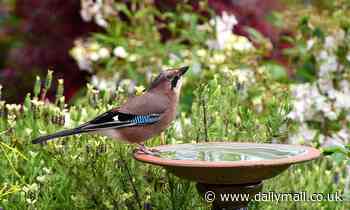 RSPB urges people to leave out fresh water in their gardens to help birds keep cool during heatwave 
