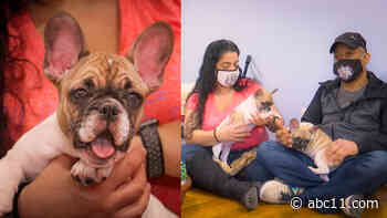 French Bulldog kennel honors legacy of late son