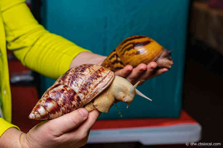 15 Giant Land Snails Seized From Woman’s Luggage At Airport In Houston