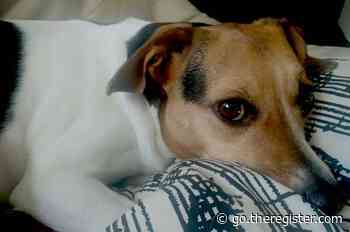 Dog eats UK government's Hydrogen Strategy homework just as summer recess arrives