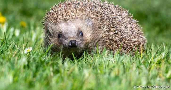 Frau hält Igel für Einbrecher