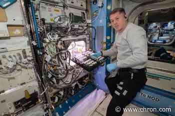 NASA astronauts are growing chili peppers on the International Space Station