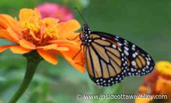 News Help yourself heal: Garden yoga, qigong in Smiths Falls may be the answer Smiths Falls - Ottawa Valley News