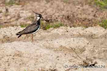 Vogelspotter Albert: “Er leven nog twee van de acht kievitkuikens na maaiwerken”