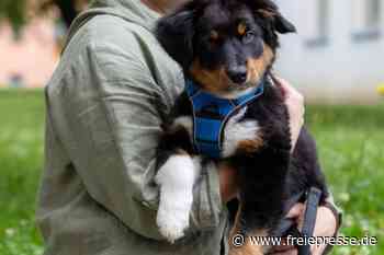 Hebamme mit Hund - Freie Presse