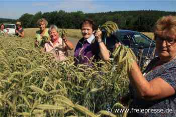Irfersgrüner Landfrauen ernten Getreide für den Erntekronenwettbewerb - Freie Presse