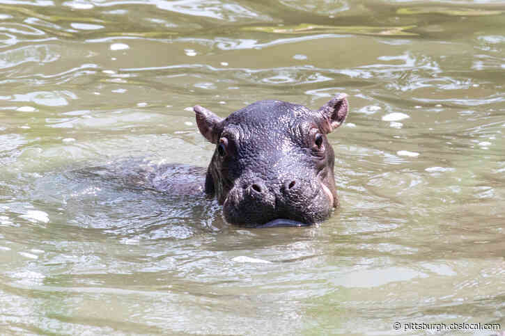 Baby Hippo Born At Cheyenne Mountain Zoo In Colorado Springs