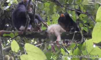 First ever wild albino chimpanzee is spotted in Uganda - shortly before it was killed by its pack