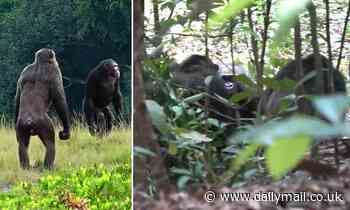 Chimps are spotted killing GORILLAS in Africa for the first time ever