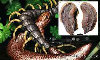 Paleontologists discover 308 million-year-old fossil of a new species of tiny dinosaur-like creature