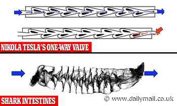 3D images of sharks' spiraled intestines reveal they work like Nikola Tesla's one-way valve