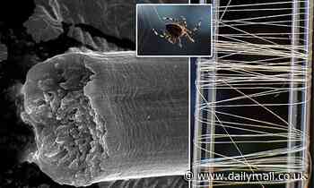 Researchers develop artificial spider silk that's stronger than steel and tougher than Kevlar