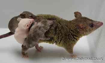 Scientists create the world's first genetically engineered marsupial