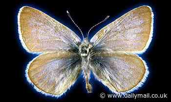 DNA from 93-year-old butterfly confirms it's the first insect to go extinct from US urbanization
