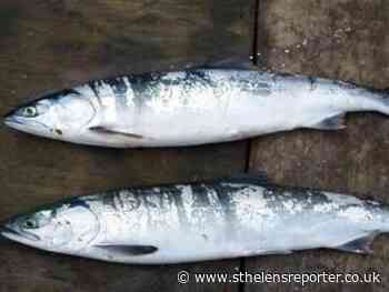 St Helens anglers urged to help track diseased salmon in waters - St Helens Reporter