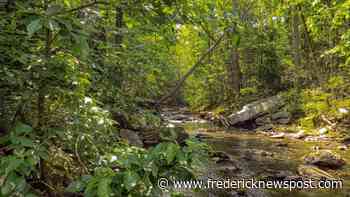 Photographer Michael Farnham exhibits work at Links Bridge Vineyards - Frederick News Post