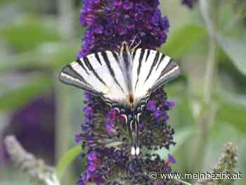 Aus dem Rax- Semmeringgebiet: Auf Schmetterlingsjagd mit der Kamera - meinbezirk.at