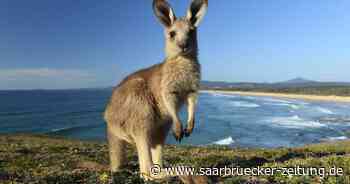 Drei tierische Einsätze halten Polizei in Neunkirchen auf Trab - Saarbrücker Zeitung