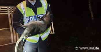 Neunkircher Polizei steckt Känguru in Gewahrsamszelle und fängt Alpaka-Herde ein - sol.de