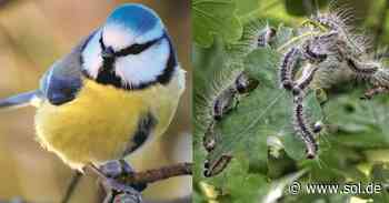 Neunkirchen: Meisen kämpfen erfolgreich gegen Eichenprozessionsspinner - sol.de