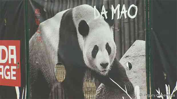 Calgary Zoo introduces new animals and the return of a favourite reptile