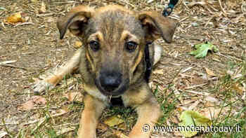 A.A.A. Adozioni: i cani in cerca di famiglia a Modena - ModenaToday