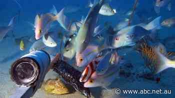 Scientists 'surprised' to find no evidence of impact on fish behaviour from oil and gas seismic surveys