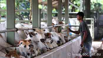 Indonesia's surging COVID-19 infections hits close to home for Australia's live export industry
