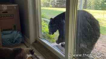 Bear accused of devouring first corn harvest at Scott's Yankee Farmer in East Lyme - theday.com