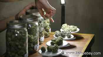 Florida medical marijuana deal has some questioning ‘5 percent’ rule - Tampa Bay Times