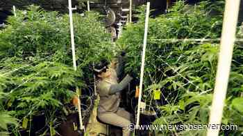Medical marijuana legalization bill advances in NC Senate - Raleigh News & Observer