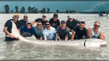 'Monster' sturgeon hauled from Fraser River weighed more than 800 lbs., may be a century old