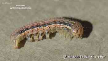 Pest Problem: Farmers dealing with extreme drought now fighting off insect infestations