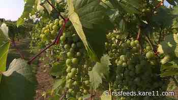 Minnesota wines prepared to withstand the dry weather