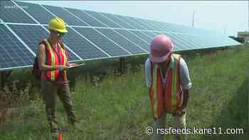 How solar farms are now being used to attract more pollinators to local farms